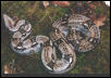 Crawl Cay Dwarf Boa cb2002