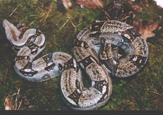 Crawl Cay Dwarf Boa cb2002