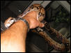 subadult Crawl Cay boa