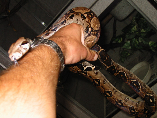 subadult Crawl Cay boa