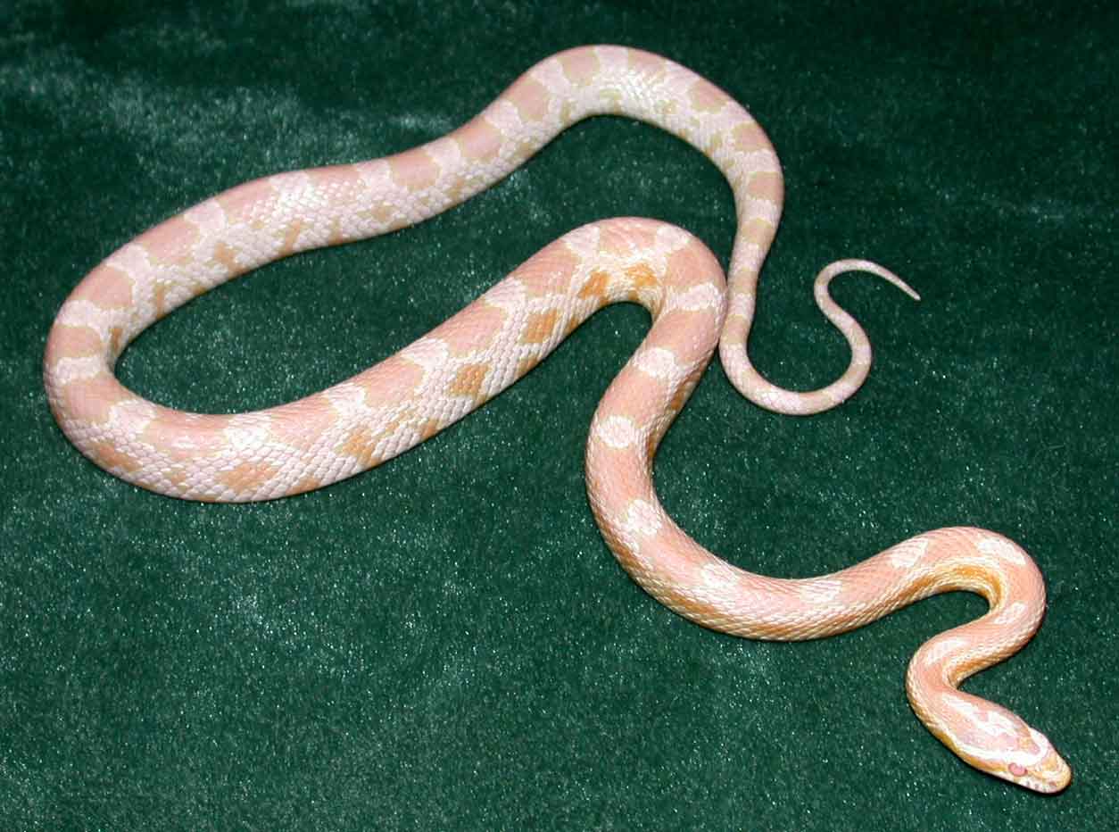 Snow cornsnake body shot