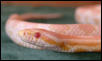 Picture of my male hypo snow