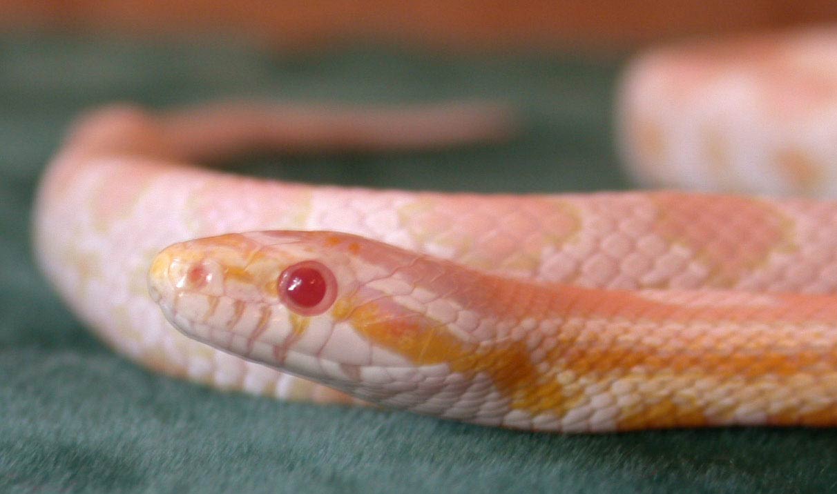 Picture of my male hypo snow