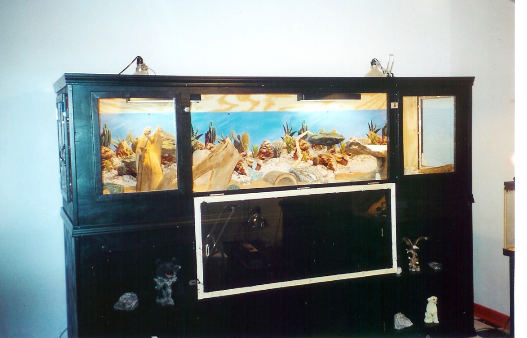 MY DRAGON LAIR