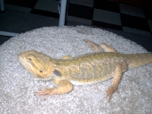 BIG YELLOW