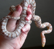ghost cornsnake