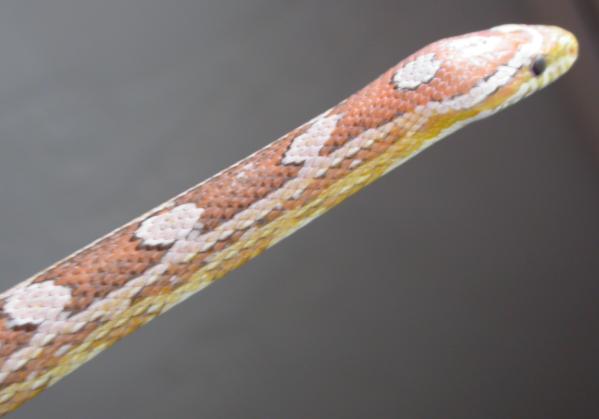 Female ghost closeup