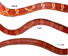 bloodred color change