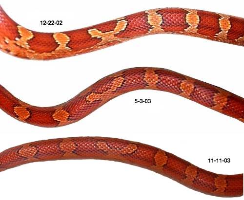 bloodred color change