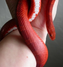 male bloodred