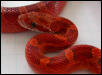 7 month male bloodred