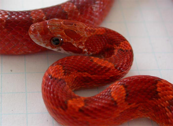 7 month male bloodred