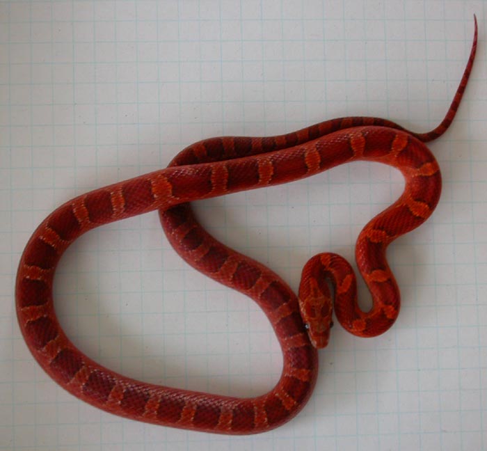7 month bloodred male