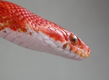 Bloodred head closeup