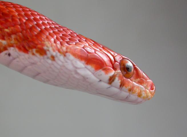 Bloodred head closeup