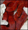 Bloodred in Moist Hidebox