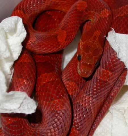 Bloodred in Moist Hidebox
