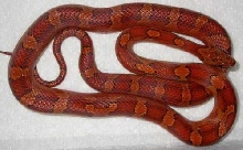 Female bloodred