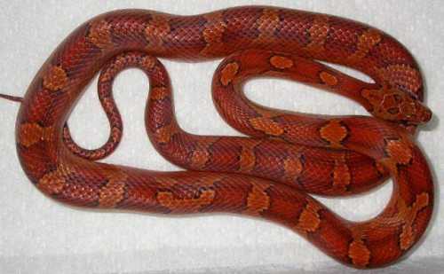 Female bloodred