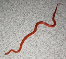 Full body photo of female bloodred
