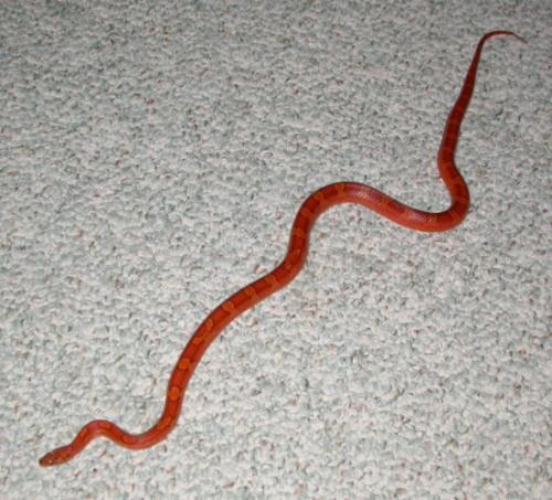 Full body photo of female bloodred