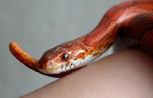 Bloodred closeup