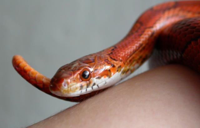Bloodred closeup