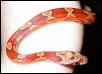 My female bloodred