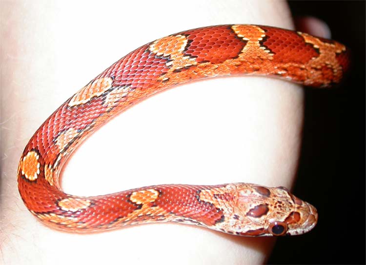 My female bloodred