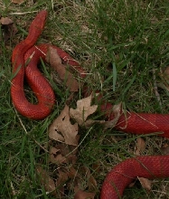 bloodred male - outside