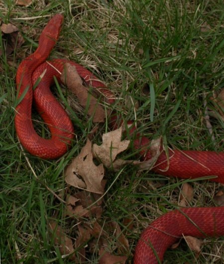 bloodred male - outside