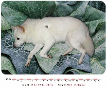 Example of Retic Food
