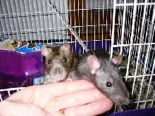 Kitty and Arwen