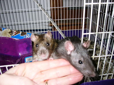 Kitty and Arwen