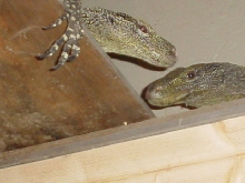 2crocs