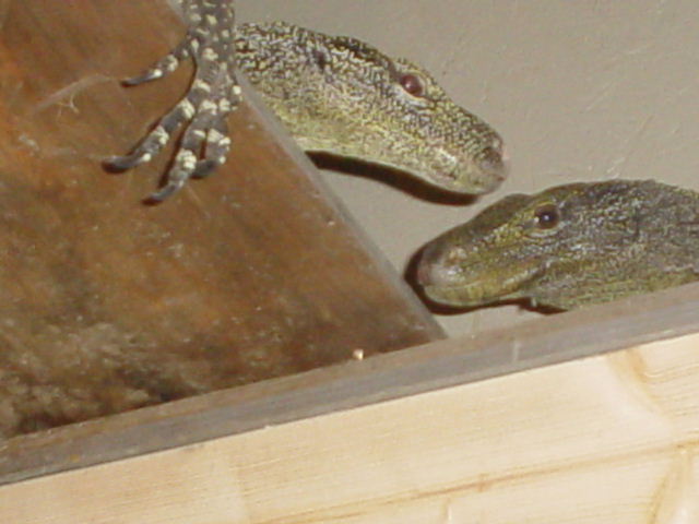 2crocs