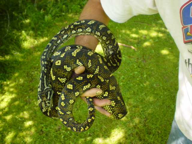 Female Cross