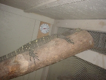 female croc
