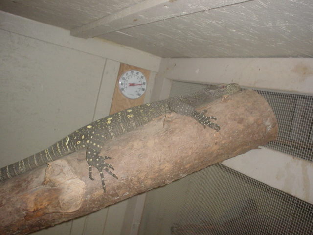 female croc