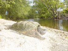 snapper