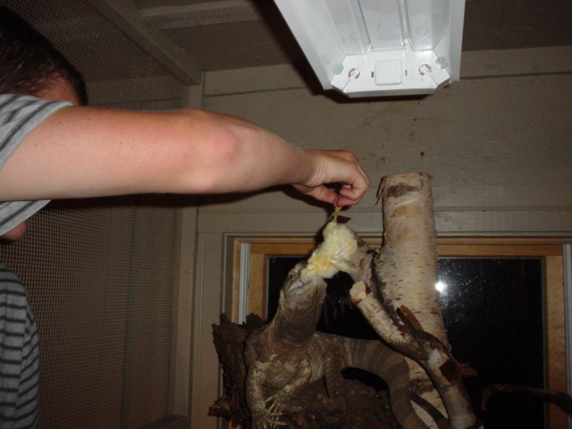 feeding