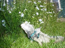 iguana/flower child/rescue