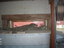 two crocs