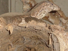 dumerils/on log