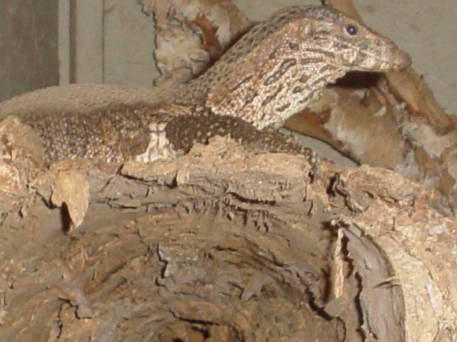 dumerils/on log