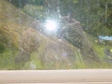 windows(not so good)female croc