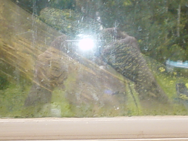 windows(not so good)female croc