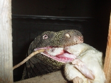 croc eating rat