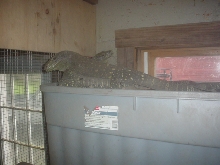 two crocs 2