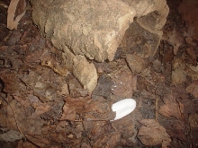 croc egg #1